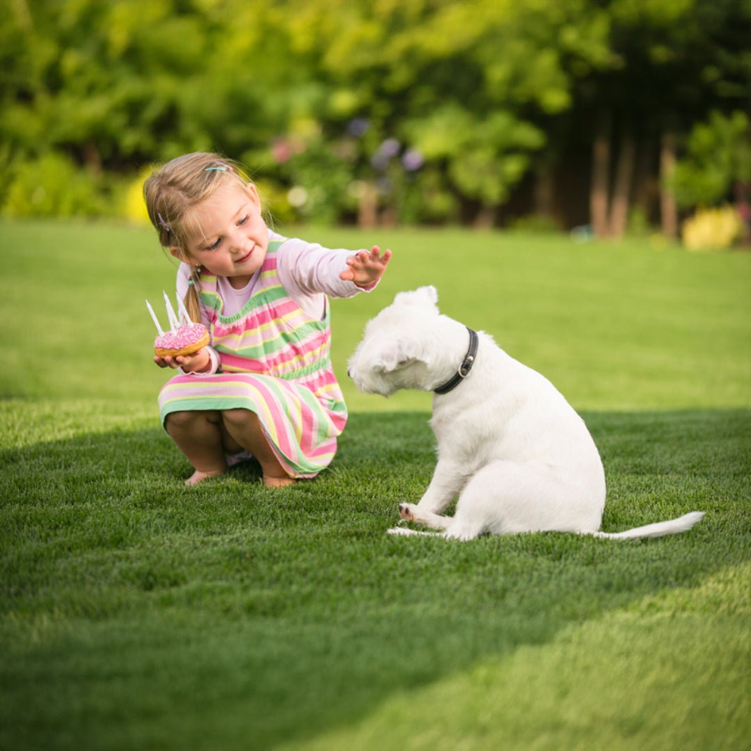 Artificial Turf For Landscaping - 500DXC4-6F-NC - Plants - ebarza Furniture UAE | Shop Modern Furniture in Abu Dhabi & Dubai - مفروشات ايبازرا في الامارات | تسوق اثاث عصري وديكورات مميزة في دبي وابوظبي