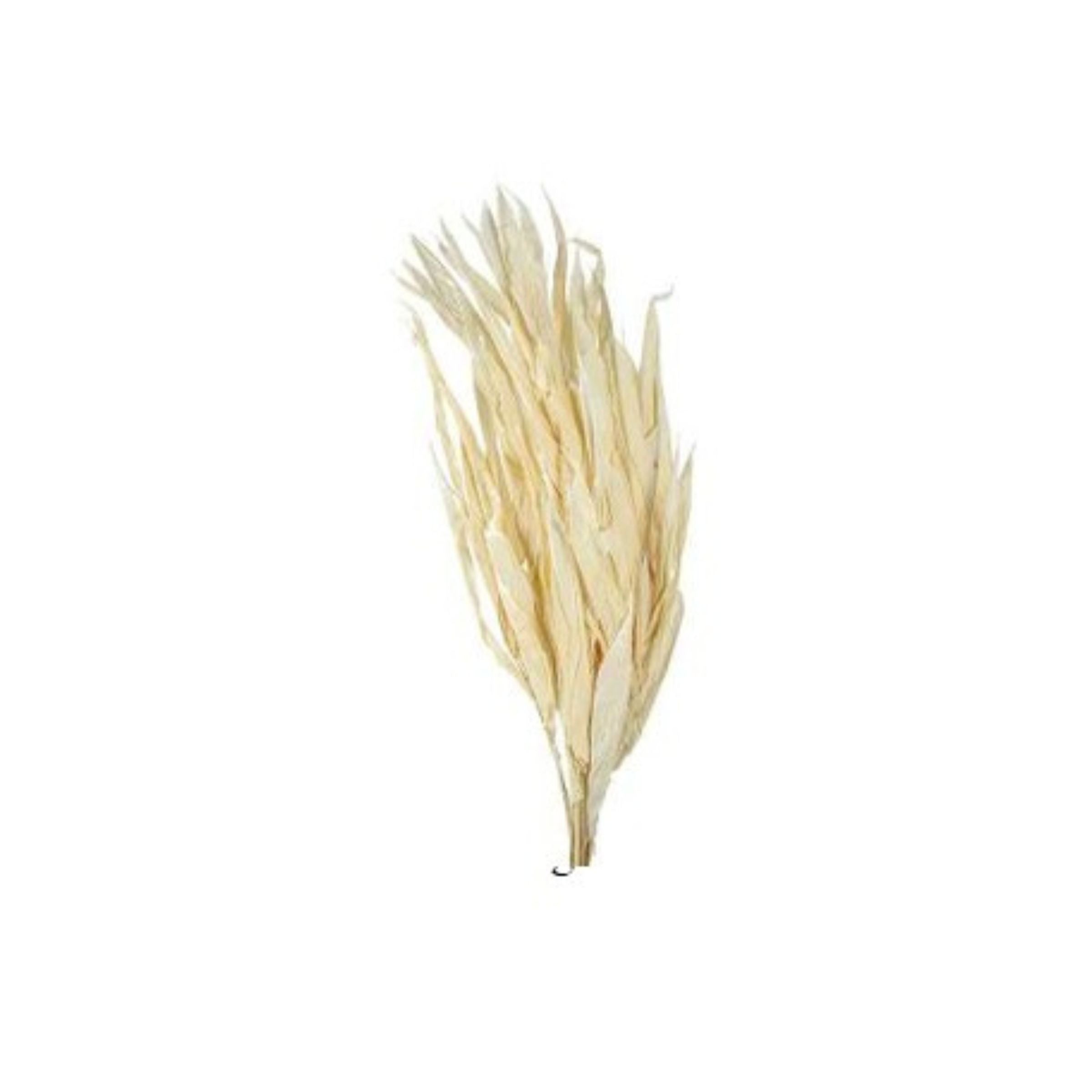 Dried Flower FD-HJ2101E - Plants - ebarza Furniture UAE | Shop Modern Furniture in Abu Dhabi & Dubai - مفروشات ايبازرا في الامارات | تسوق اثاث عصري وديكورات مميزة في دبي وابوظبي