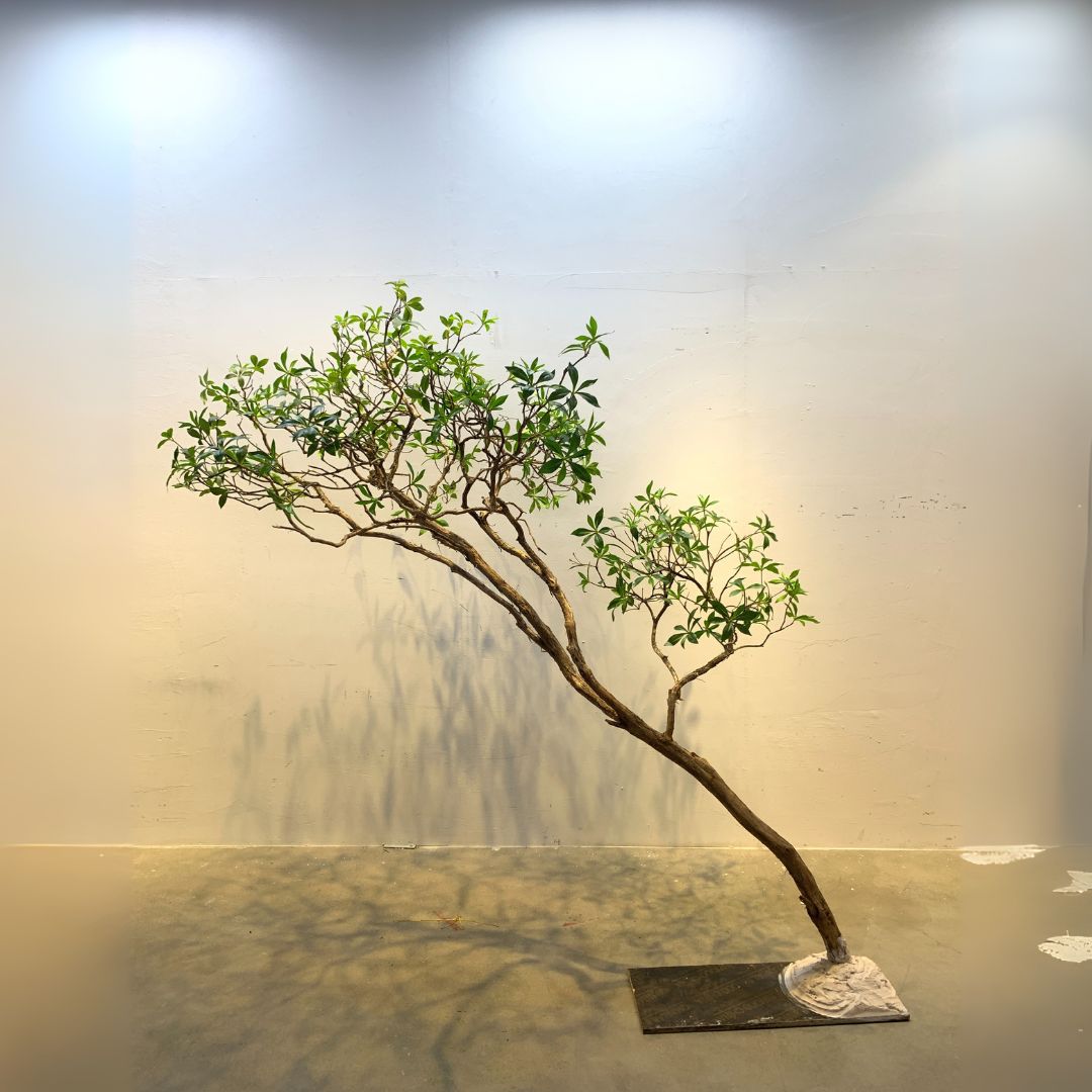 Pre-order 25 Days Artificial Pieris Japonica -1 tree - Plants - ebarza Furniture UAE | Shop Modern Furniture in Abu Dhabi & Dubai - مفروشات ايبازرا في الامارات | تسوق اثاث عصري وديكورات مميزة في دبي وابوظبي