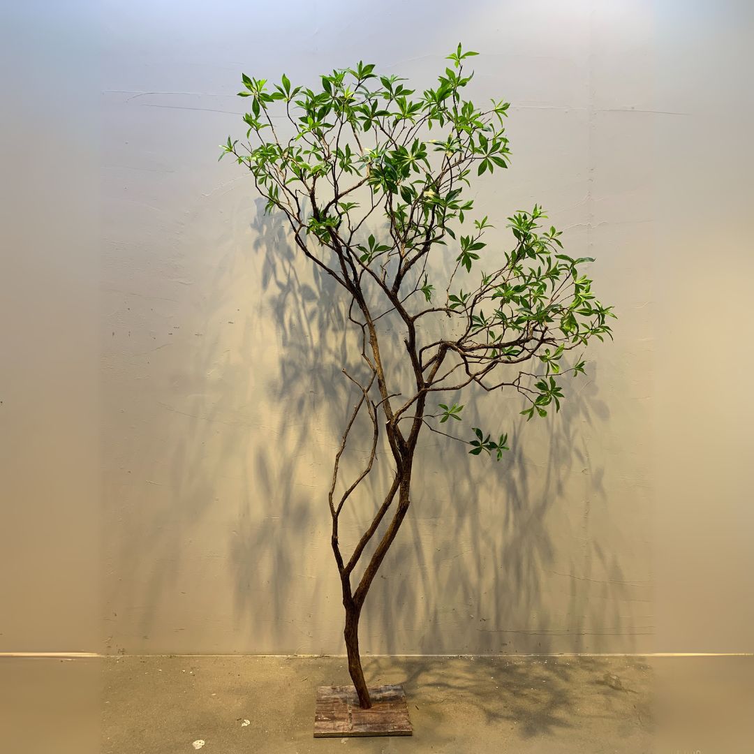 Artificial Pieris Japonica-2 Tree - Plants - ebarza Furniture UAE | Shop Modern Furniture in Abu Dhabi & Dubai - مفروشات ايبازرا في الامارات | تسوق اثاث عصري وديكورات مميزة في دبي وابوظبي