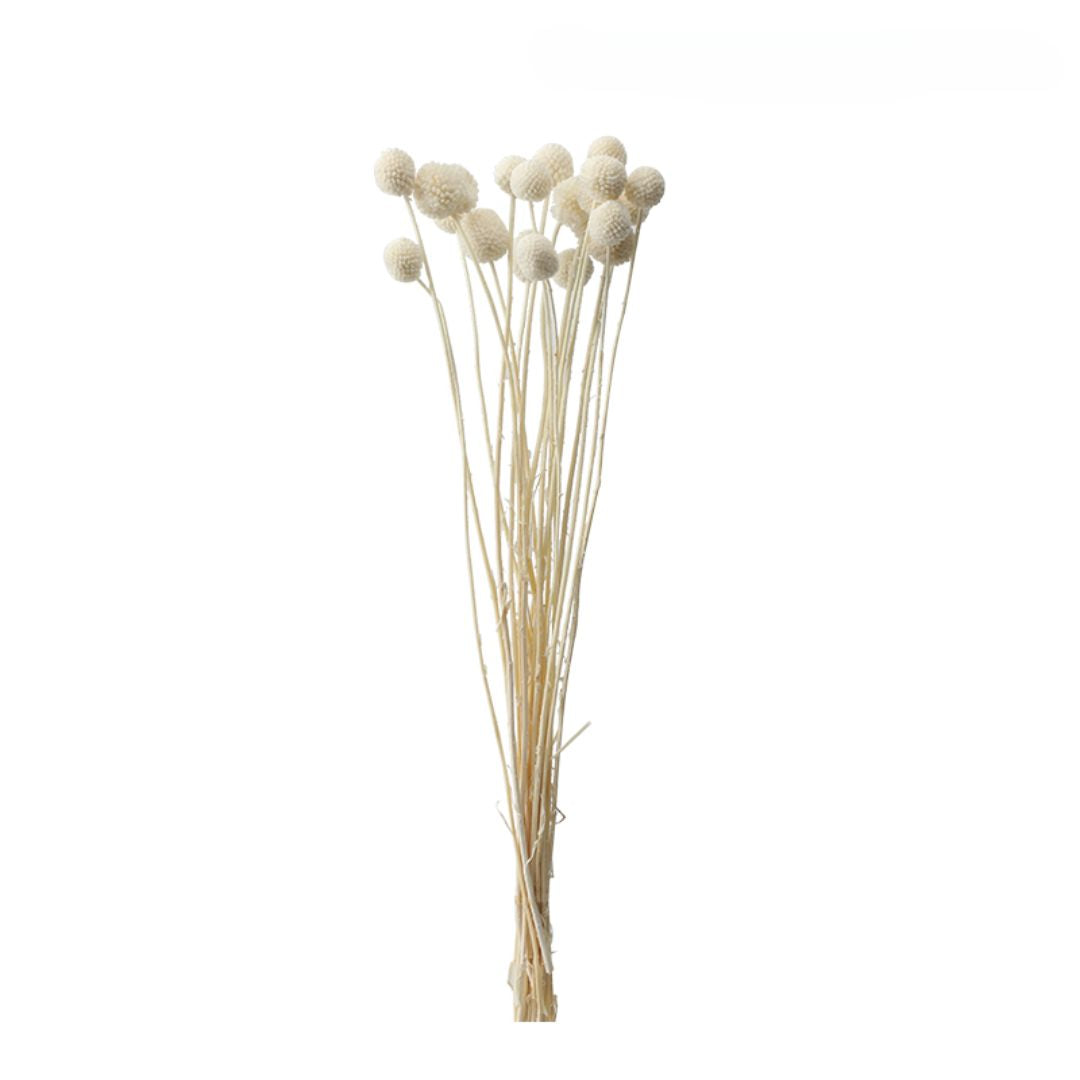 Set Of 10 Bunches Of Dried Flowers-M FF-JH24001M - Plants - ebarza Furniture UAE | Shop Modern Furniture in Abu Dhabi & Dubai - مفروشات ايبازرا في الامارات | تسوق اثاث عصري وديكورات مميزة في دبي وابوظبي