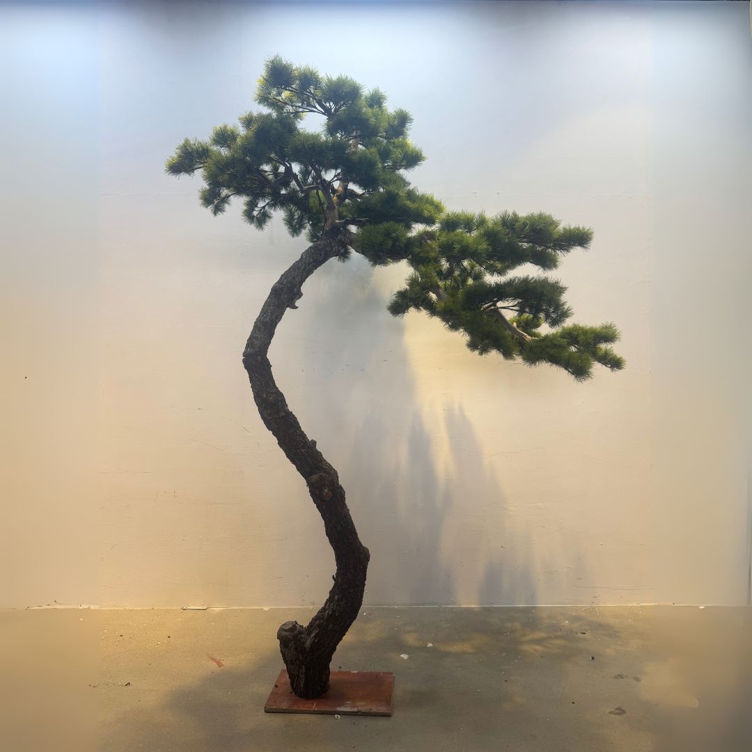 Pre-order 25 Days Delivery Artificial Black Pine Tree - Plants - ebarza Furniture UAE | Shop Modern Furniture in Abu Dhabi & Dubai - مفروشات ايبازرا في الامارات | تسوق اثاث عصري وديكورات مميزة في دبي وابوظبي