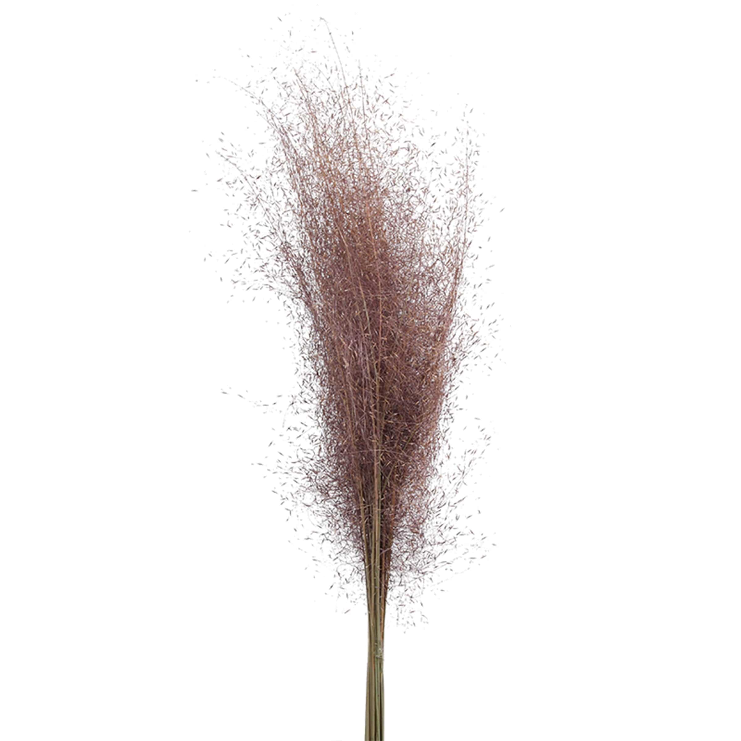 Dried Flower Fa-Jh2010X - Plants - ebarza Furniture UAE | Shop Modern Furniture in Abu Dhabi & Dubai - مفروشات ايبازرا في الامارات | تسوق اثاث عصري وديكورات مميزة في دبي وابوظبي