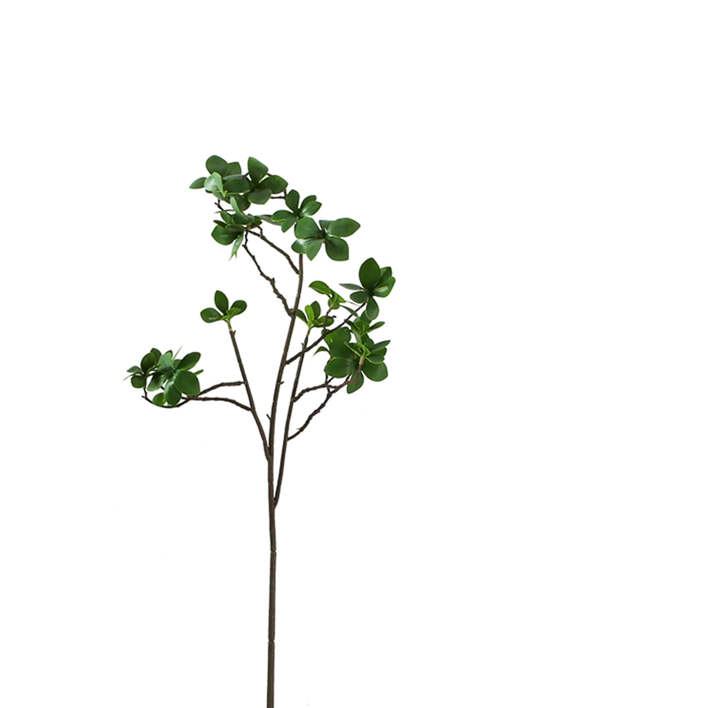 Fruit Spur Kd-Spkd00160 - Plants - ebarza Furniture UAE | Shop Modern Furniture in Abu Dhabi & Dubai - مفروشات ايبازرا في الامارات | تسوق اثاث عصري وديكورات مميزة في دبي وابوظبي