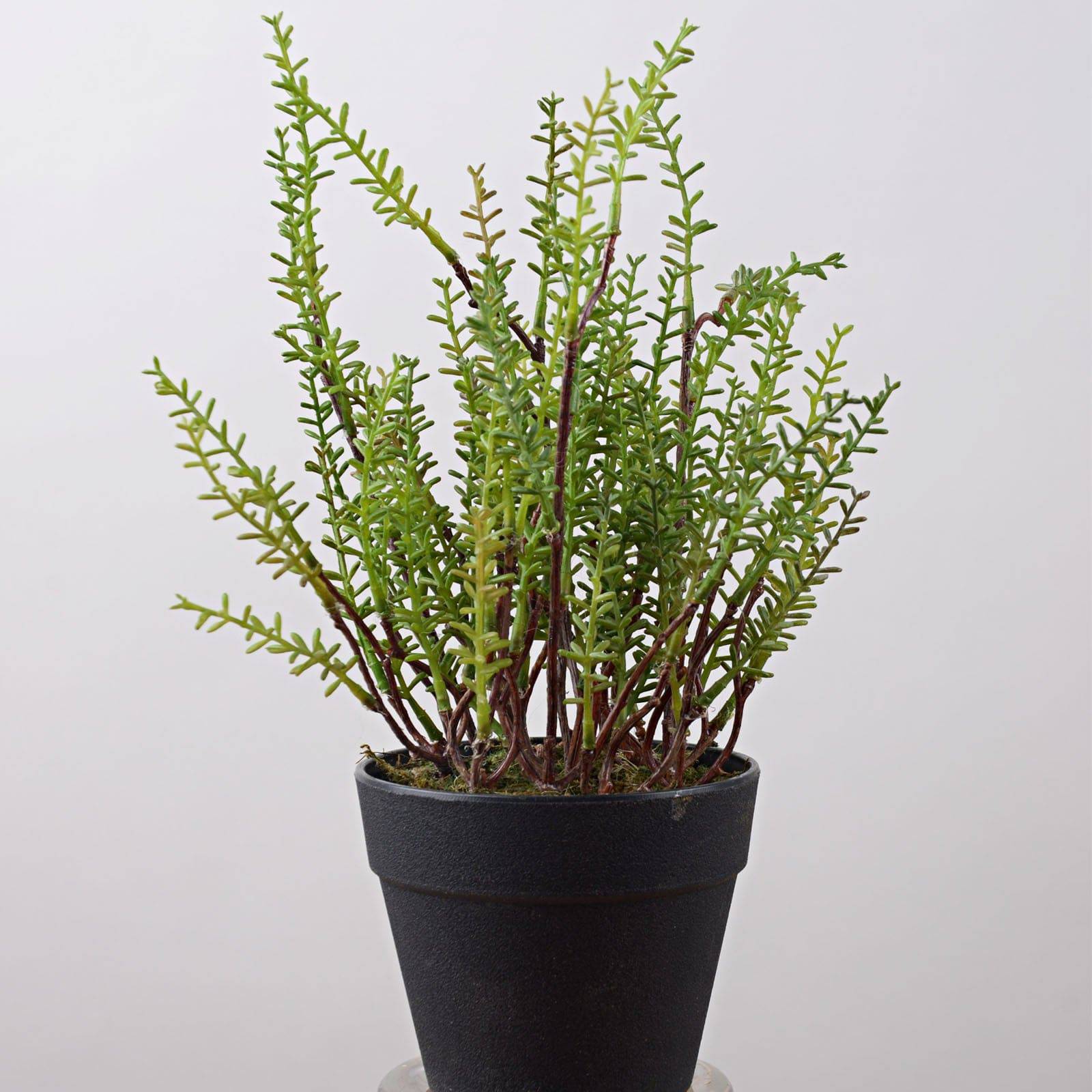 Handmade Decorative Artificial Plant N36020-Pz175 - Plants - ebarza Furniture UAE | Shop Modern Furniture in Abu Dhabi & Dubai - مفروشات ايبازرا في الامارات | تسوق اثاث عصري وديكورات مميزة في دبي وابوظبي