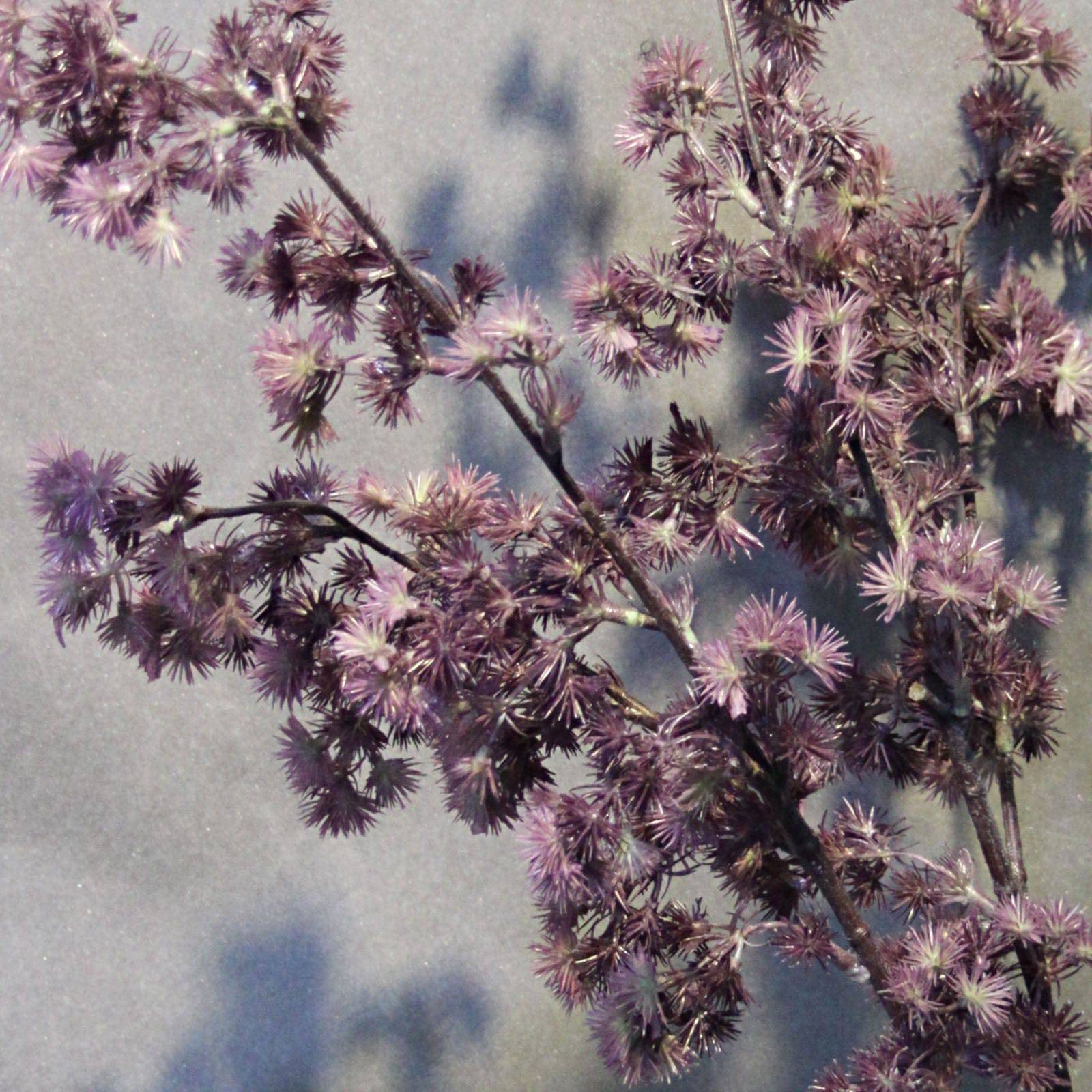 Handmade Decorative Artificial Plant N36920-Sc031-Pu - Plants - ebarza Furniture UAE | Shop Modern Furniture in Abu Dhabi & Dubai - مفروشات ايبازرا في الامارات | تسوق اثاث عصري وديكورات مميزة في دبي وابوظبي