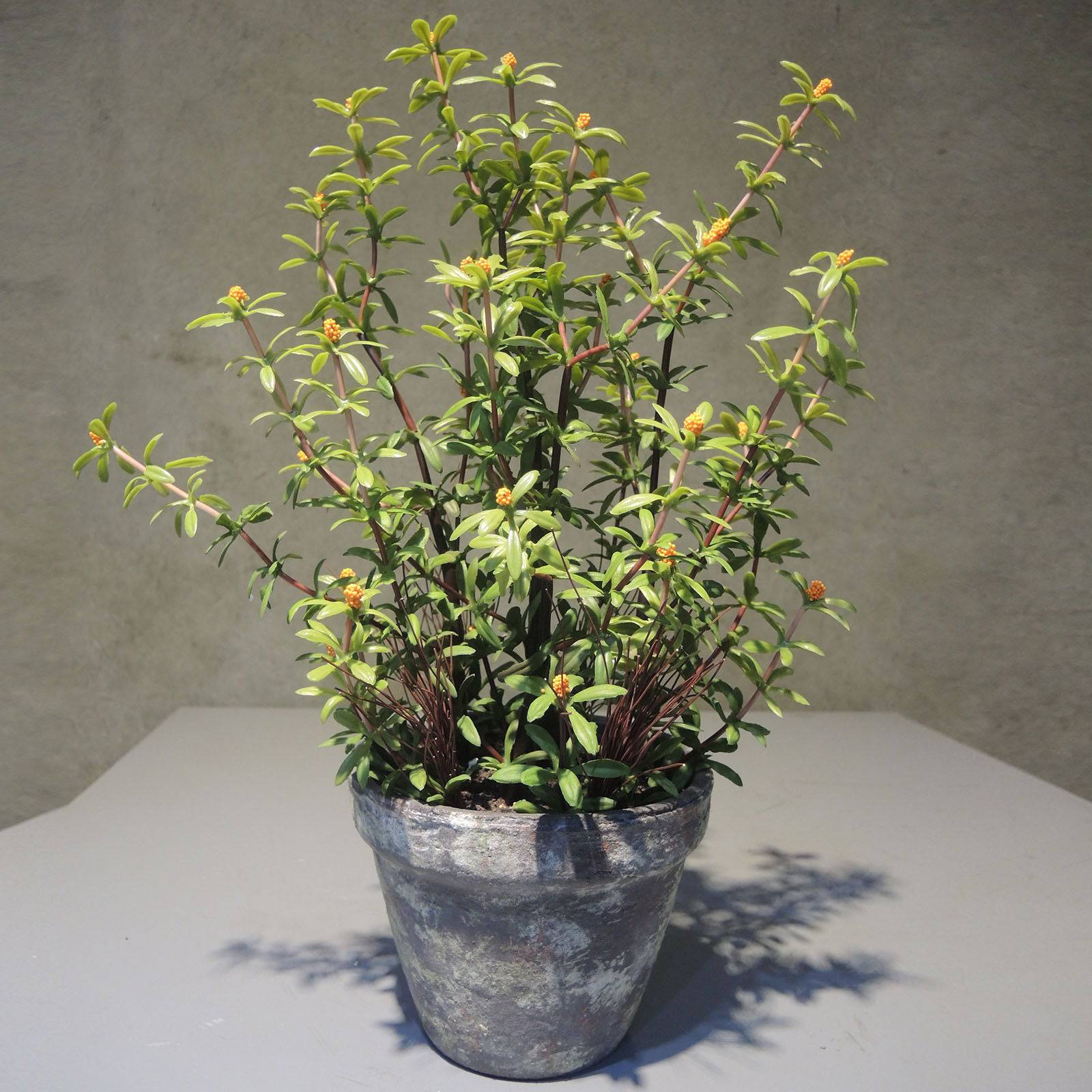 Handmade Decorative Artificial Plant Xb0063 - Plants - ebarza Furniture UAE | Shop Modern Furniture in Abu Dhabi & Dubai - مفروشات ايبازرا في الامارات | تسوق اثاث عصري وديكورات مميزة في دبي وابوظبي