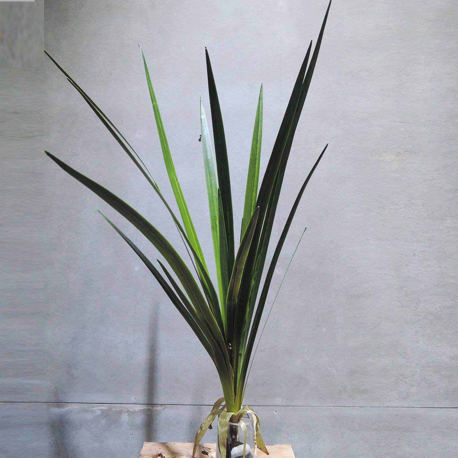 Handmade Decorative Artificial Plant Xmxjp-Xf0011L - Plants - ebarza Furniture UAE | Shop Modern Furniture in Abu Dhabi & Dubai - مفروشات ايبازرا في الامارات | تسوق اثاث عصري وديكورات مميزة في دبي وابوظبي