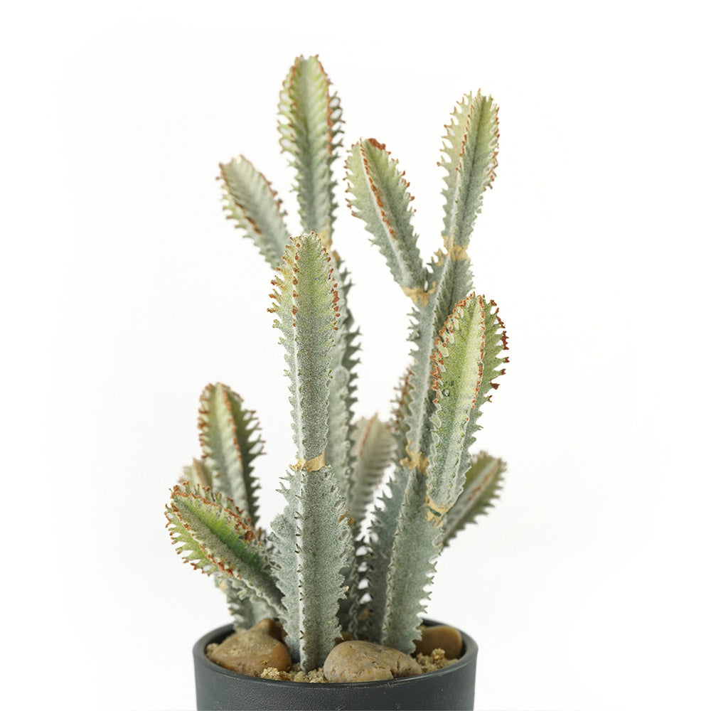 Handmade Decorative Artificial Potted Cactus N35020-SM123 - Plants - ebarza Furniture UAE | Shop Modern Furniture in Abu Dhabi & Dubai - مفروشات ايبازرا في الامارات | تسوق اثاث عصري وديكورات مميزة في دبي وابوظبي