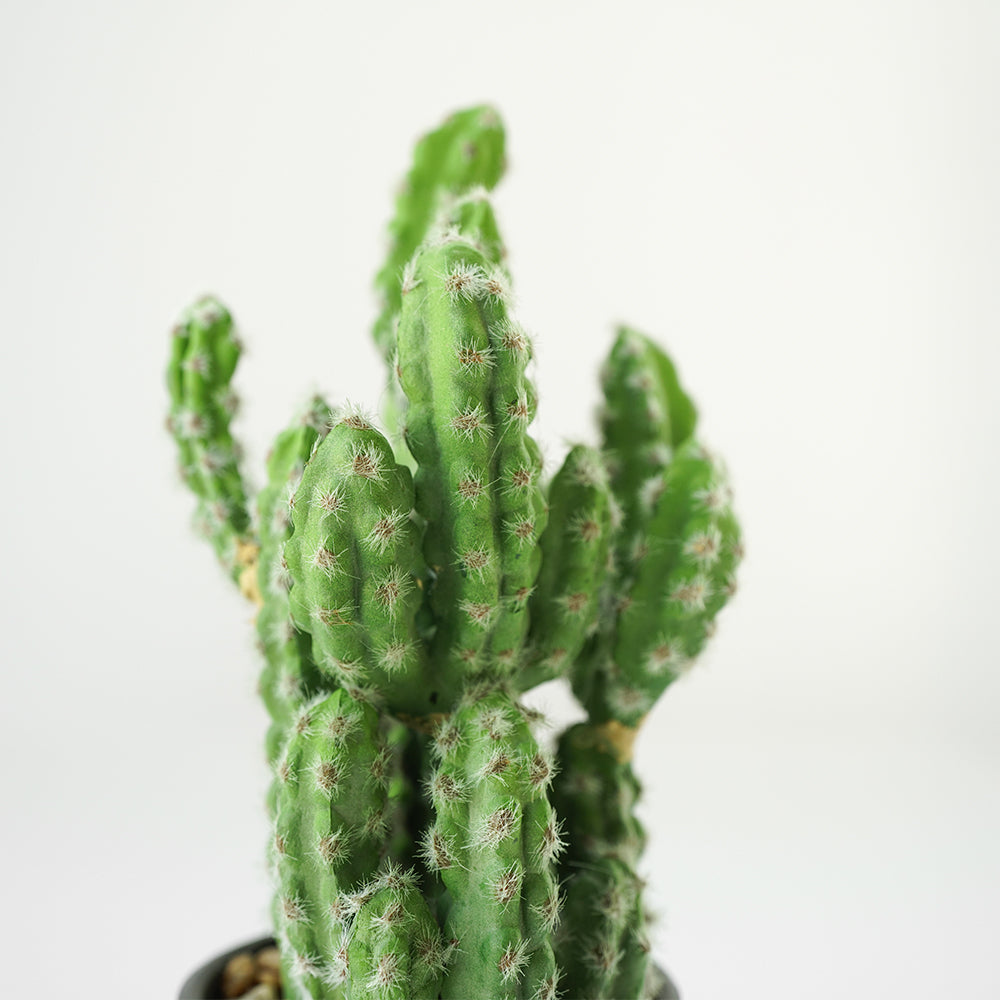 Handmade Decorative Artificial Potted Cactus N35020-SM124 - Plants - ebarza Furniture UAE | Shop Modern Furniture in Abu Dhabi & Dubai - مفروشات ايبازرا في الامارات | تسوق اثاث عصري وديكورات مميزة في دبي وابوظبي