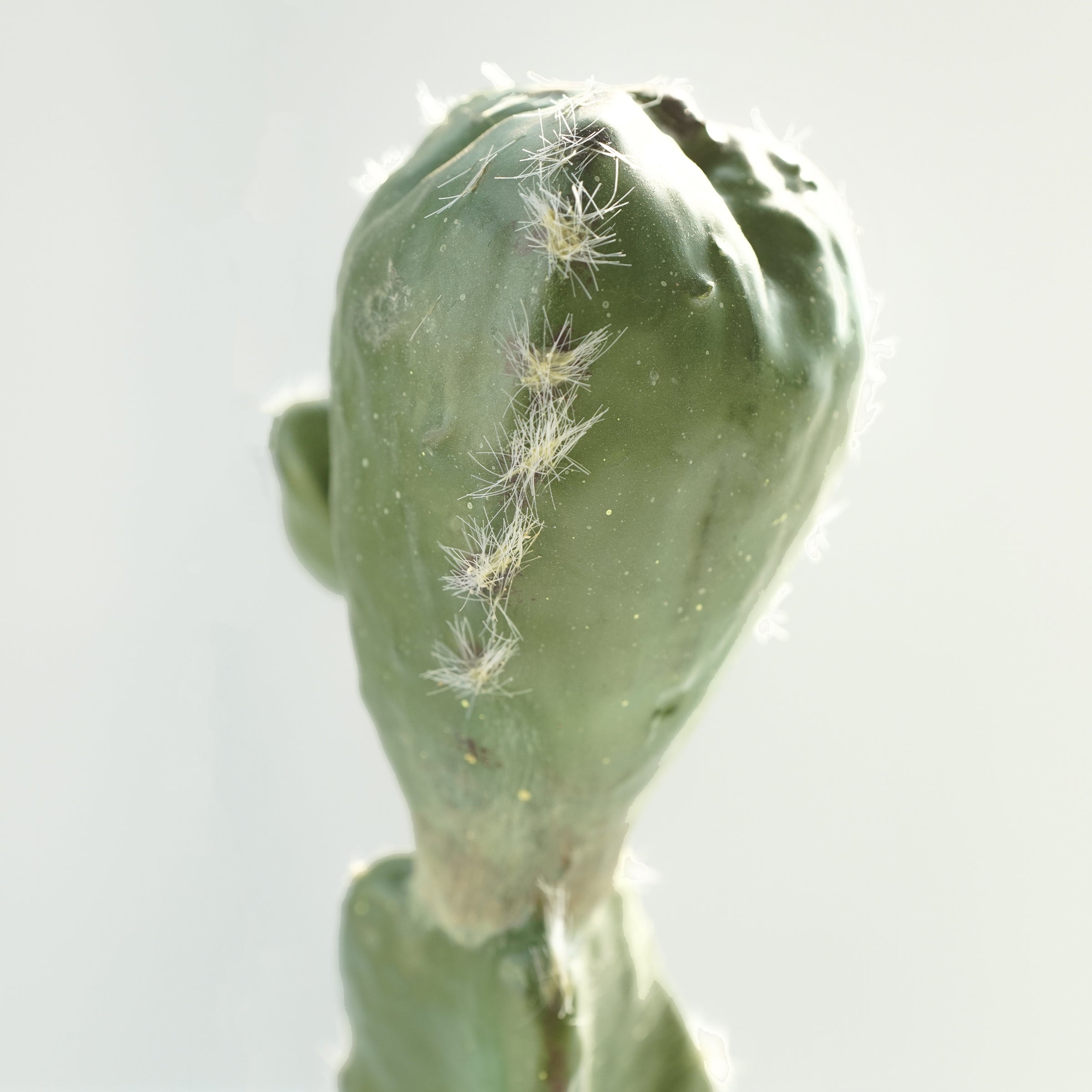 Handmade Decorative Artificial Potted Cactus PR00015C - Plants - ebarza Furniture UAE | Shop Modern Furniture in Abu Dhabi & Dubai - مفروشات ايبازرا في الامارات | تسوق اثاث عصري وديكورات مميزة في دبي وابوظبي