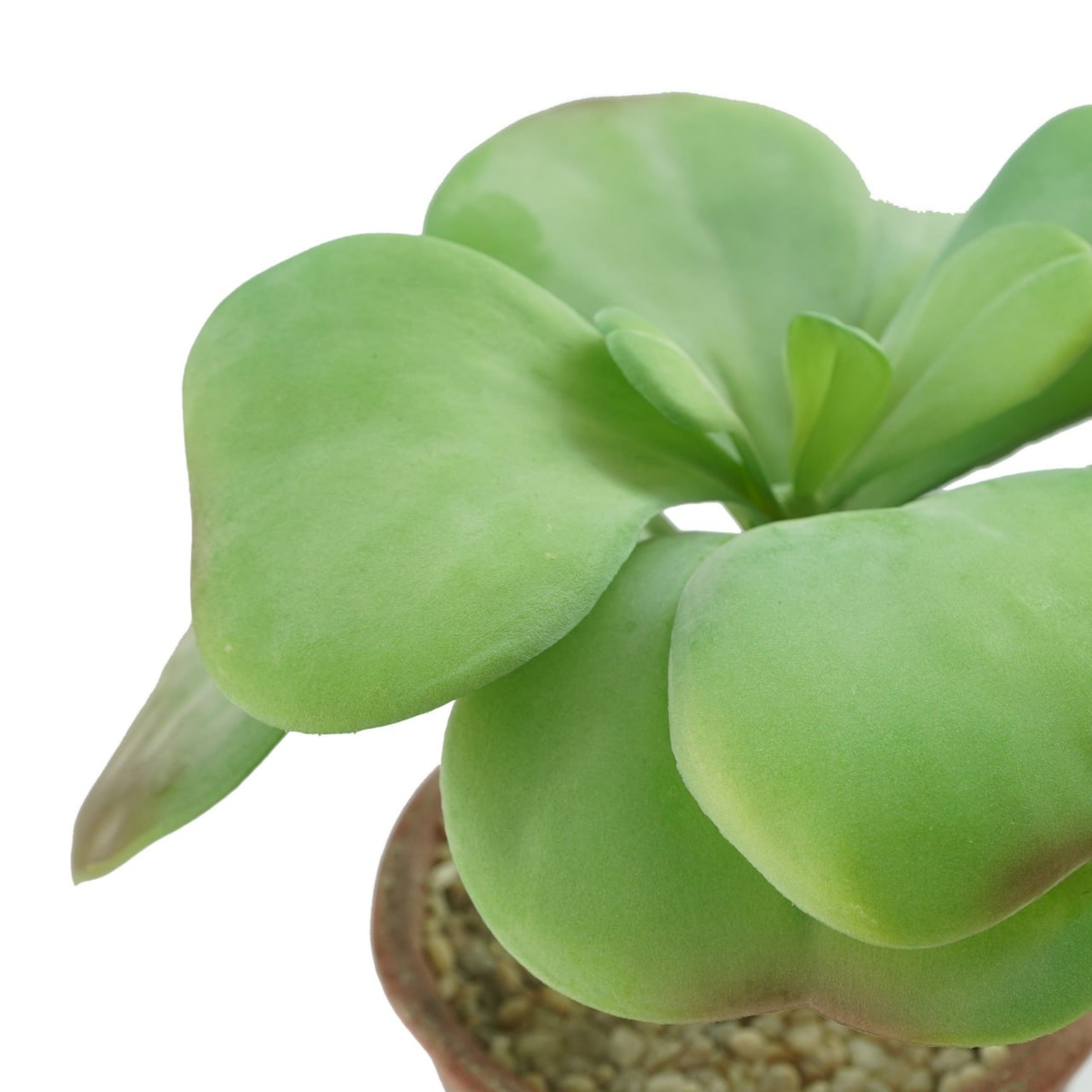 Handmade Decorative Artificial Potted Plants N35020-PZ126 - Plants - ebarza Furniture UAE | Shop Modern Furniture in Abu Dhabi & Dubai - مفروشات ايبازرا في الامارات | تسوق اثاث عصري وديكورات مميزة في دبي وابوظبي