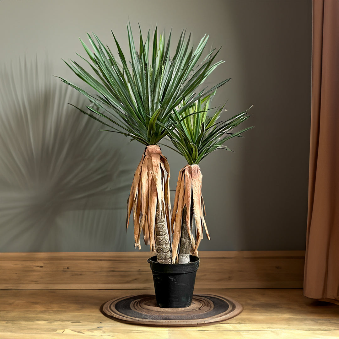 Longleaf Aloe Vera Plant With Black Glue Pot CT25 -  Plants - ebarza Furniture UAE | Shop Modern Furniture in Abu Dhabi & Dubai - مفروشات ايبازرا في الامارات | تسوق اثاث عصري وديكورات مميزة في دبي وابوظبي