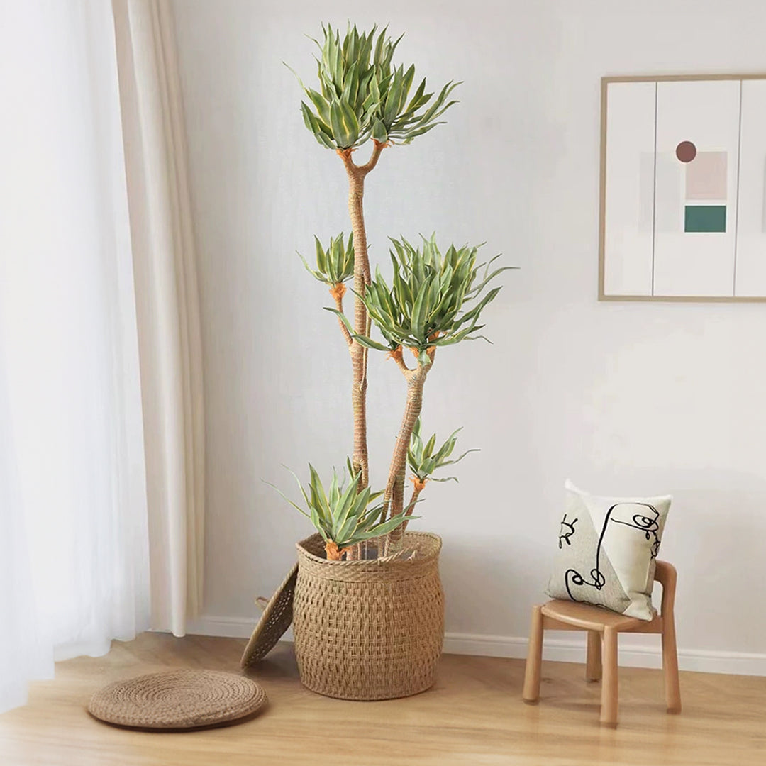 Phnom Penh Tequila Tree CT19 -  Plants - ebarza Furniture UAE | Shop Modern Furniture in Abu Dhabi & Dubai - مفروشات ايبازرا في الامارات | تسوق اثاث عصري وديكورات مميزة في دبي وابوظبي
