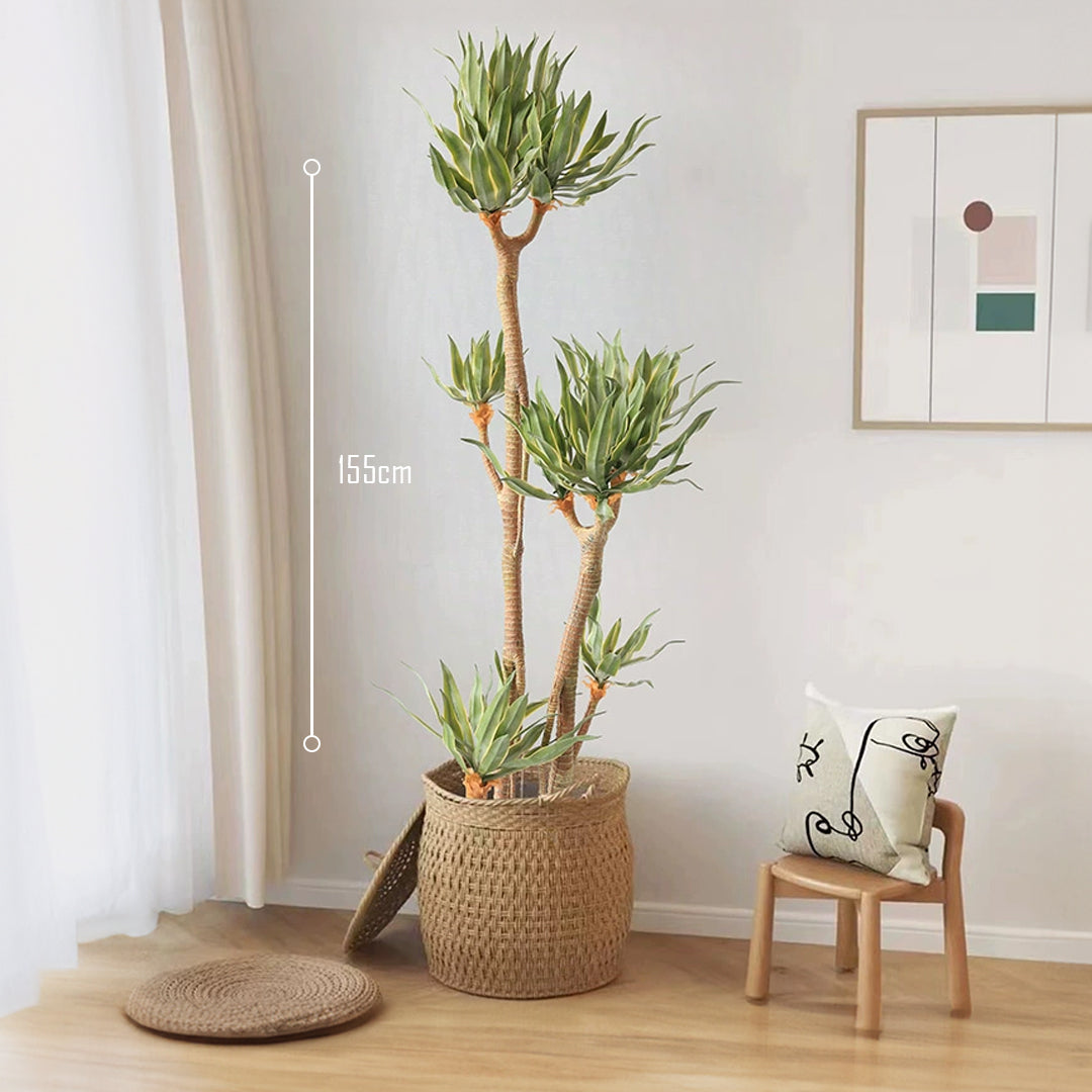 Phnom Penh Tequila Tree CT19 -  Plants - ebarza Furniture UAE | Shop Modern Furniture in Abu Dhabi & Dubai - مفروشات ايبازرا في الامارات | تسوق اثاث عصري وديكورات مميزة في دبي وابوظبي