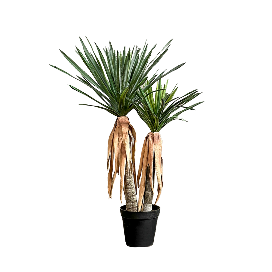 Longleaf Aloe Vera Plant With Black Glue Pot CT25 -  Plants - ebarza Furniture UAE | Shop Modern Furniture in Abu Dhabi & Dubai - مفروشات ايبازرا في الامارات | تسوق اثاث عصري وديكورات مميزة في دبي وابوظبي