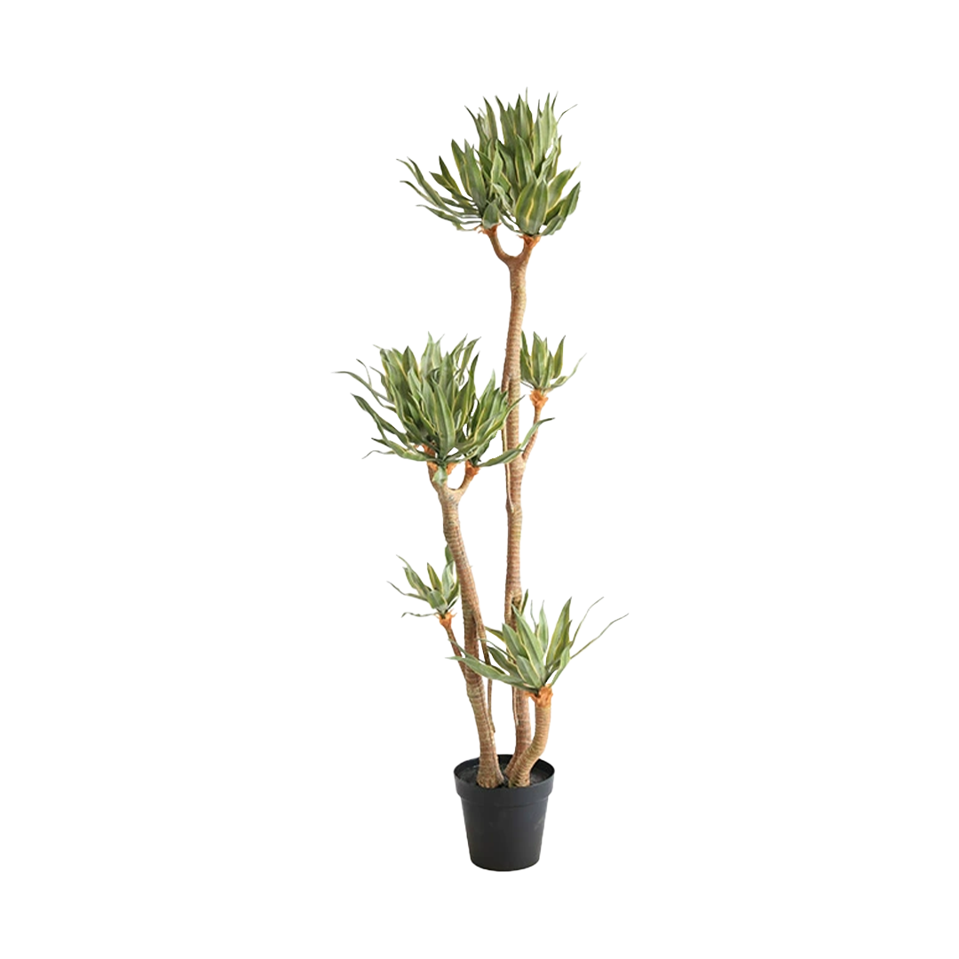 Phnom Penh Tequila Tree CT19 -  Plants - ebarza Furniture UAE | Shop Modern Furniture in Abu Dhabi & Dubai - مفروشات ايبازرا في الامارات | تسوق اثاث عصري وديكورات مميزة في دبي وابوظبي