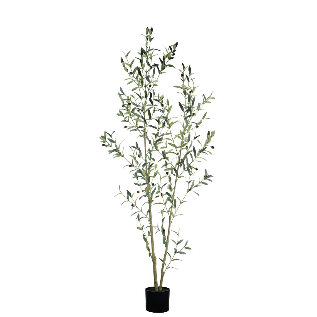 Olive Tree 180cm -  Plants - ebarza Furniture UAE | Shop Modern Furniture in Abu Dhabi & Dubai - مفروشات ايبازرا في الامارات | تسوق اثاث عصري وديكورات مميزة في دبي وابوظبي