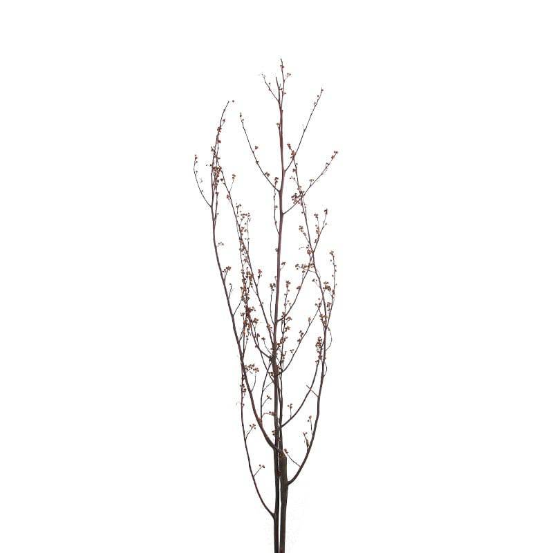 Dried Flower Fa-Jh2010U -  Plants | زهرة مجففة - ebarza Furniture UAE | Shop Modern Furniture in Abu Dhabi & Dubai - مفروشات ايبازرا في الامارات | تسوق اثاث عصري وديكورات مميزة في دبي وابوظبي