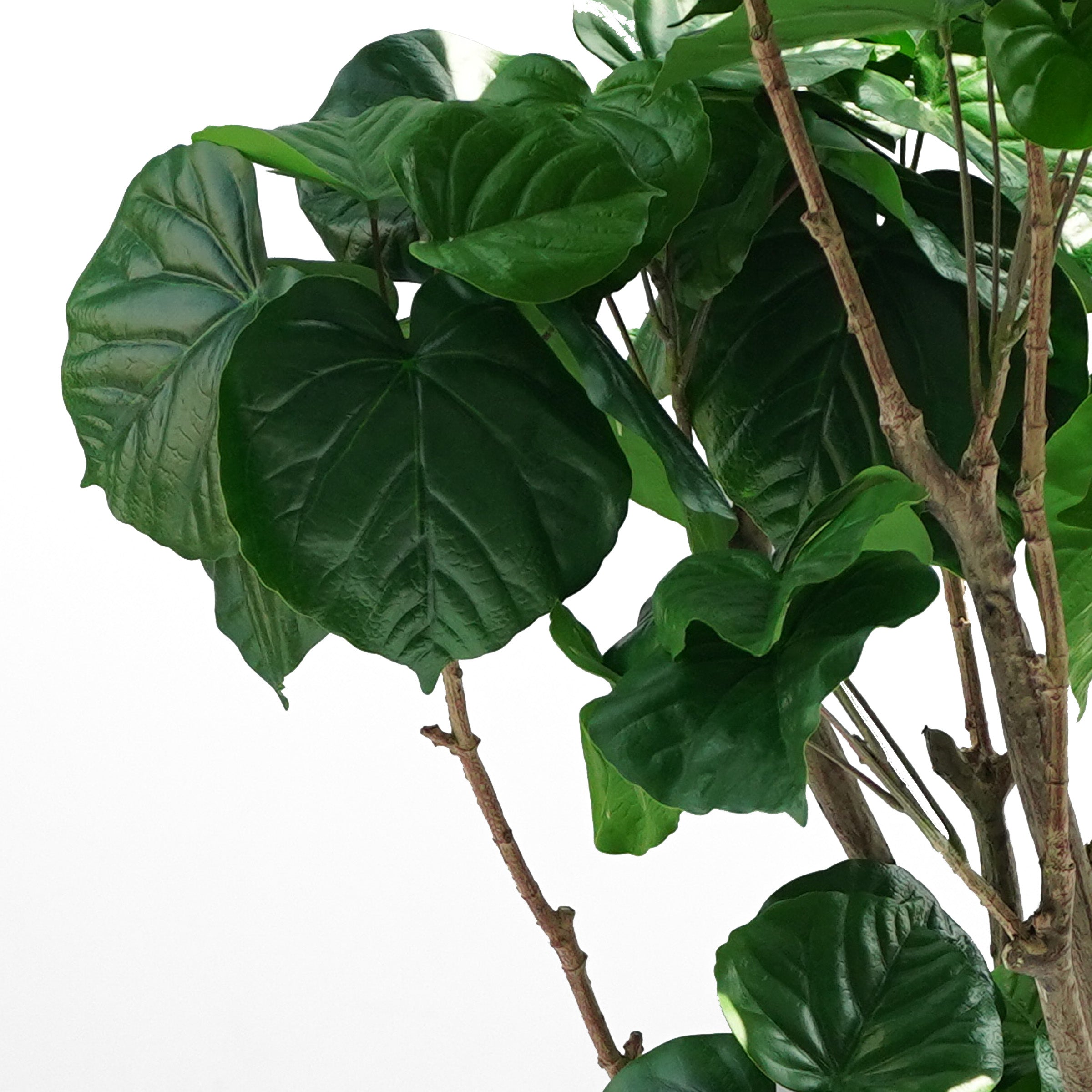 Handmade Decorative Artificial Ficus Tree With Plastic Pot N41120-S041 -  Plants - ebarza Furniture UAE | Shop Modern Furniture in Abu Dhabi & Dubai - مفروشات ايبازرا في الامارات | تسوق اثاث عصري وديكورات مميزة في دبي وابوظبي