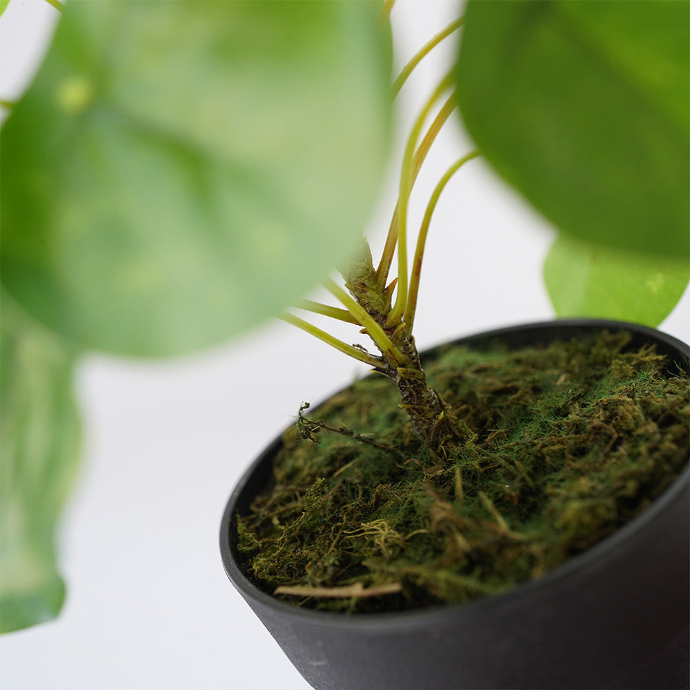 Handmade Decorative Artificial Plant N36020-PZ156 -  Plants - ebarza Furniture UAE | Shop Modern Furniture in Abu Dhabi & Dubai - مفروشات ايبازرا في الامارات | تسوق اثاث عصري وديكورات مميزة في دبي وابوظبي