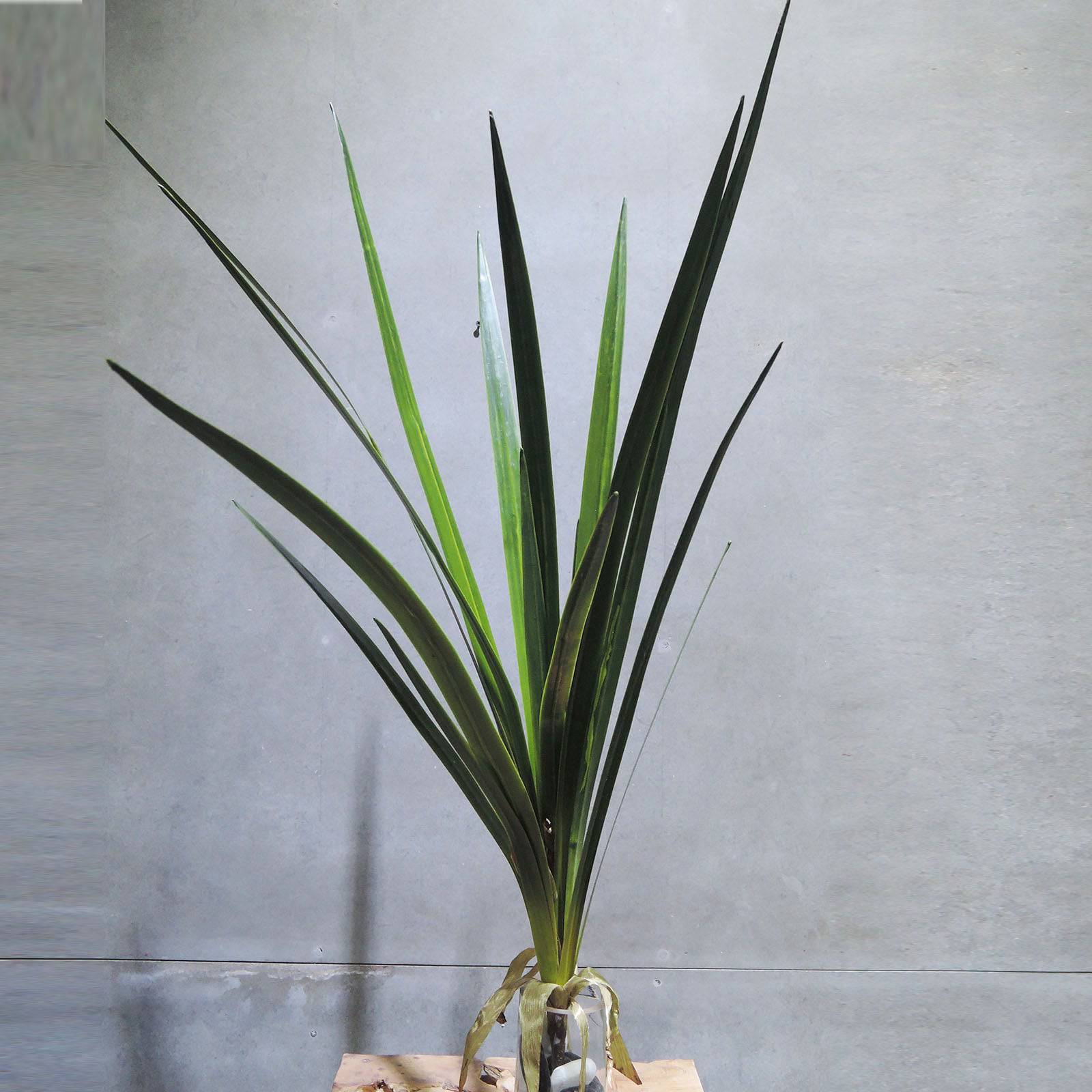 Handmade   Decorative Artificial Plant Xmxjp-Xf0011L -  Plants - ebarza Furniture UAE | Shop Modern Furniture in Abu Dhabi & Dubai - مفروشات ايبازرا في الامارات | تسوق اثاث عصري وديكورات مميزة في دبي وابوظبي