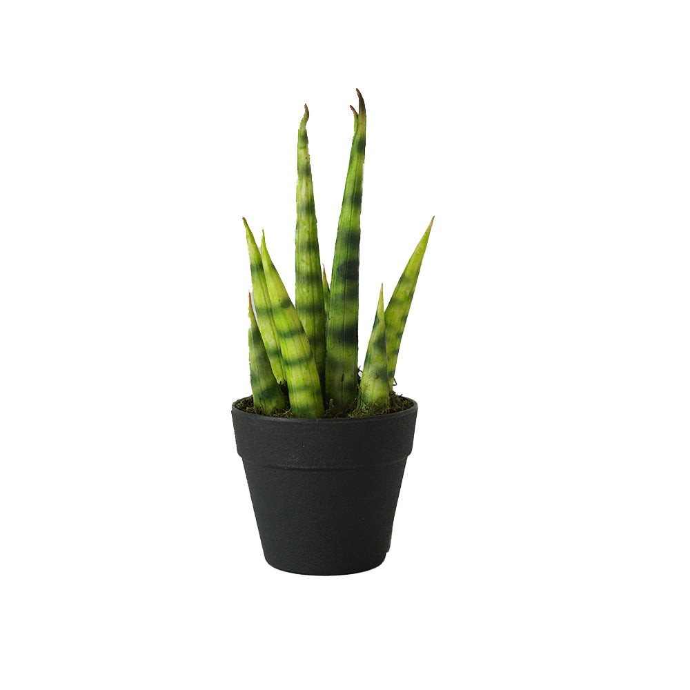Handmade Decorative Potted Aloe Plant N36020-PZ154 -  Plants - ebarza Furniture UAE | Shop Modern Furniture in Abu Dhabi & Dubai - مفروشات ايبازرا في الامارات | تسوق اثاث عصري وديكورات مميزة في دبي وابوظبي